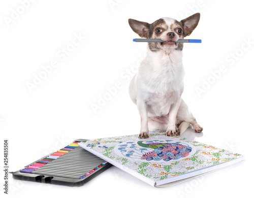 chihuahua in studio photo