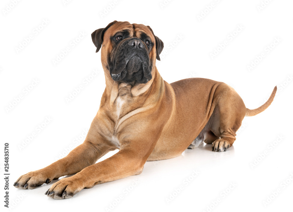 bullmastiff in studio