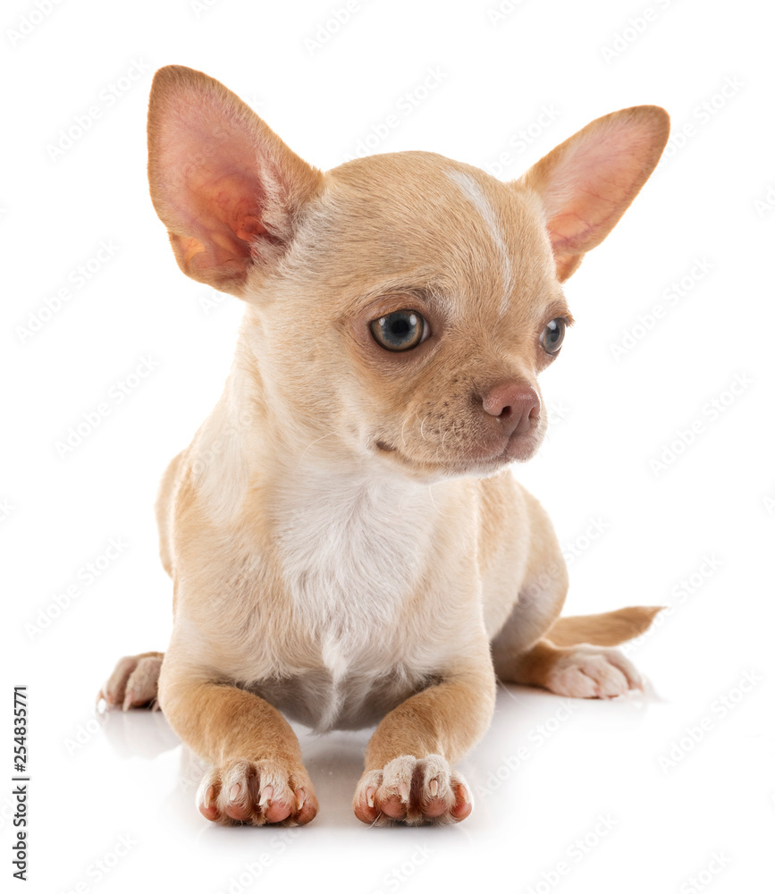 chihuahua in studio chihuahua in studio
