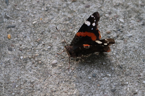 Butterfly in nature, photo Czech Republic