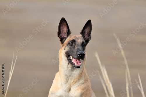 Portrait of a beautiful dog breed Belgian Shepherd Malinois on nature