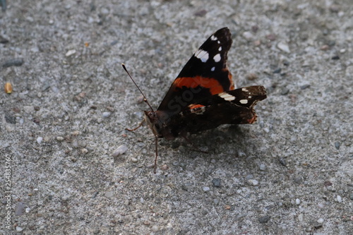 Tiny butterfly in nature photo