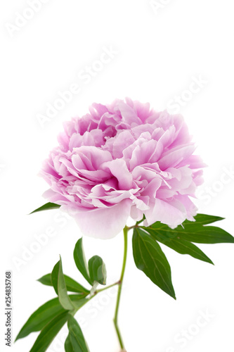 Peony flower. Double pink peony  close-up with green leaves isolated on white background