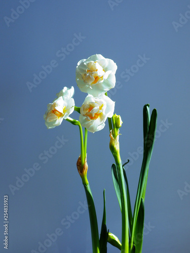White narcissus blooming