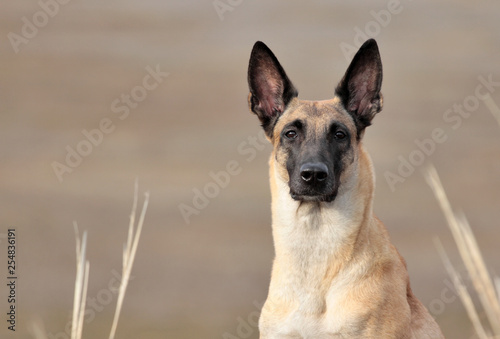 Portrait of a beautiful dog breed Belgian Shepherd Malinois on nature