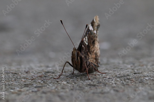 Tiny butterfly in nature