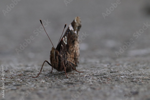 Tiny butterfly in nature