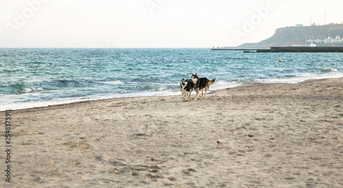 two husky dogs have a fun and running on the beach