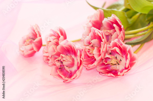 A peony tulips on transparent cloth isolated