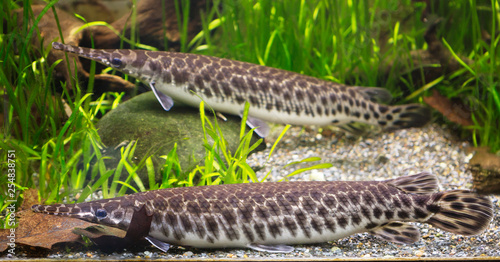 Spotted pike. These fish inhabit the waters of North America. An elongated body and a long mouth dotted with rare and very sharp teeth. The shell pike is found in freshwater reservoirs and reaches the