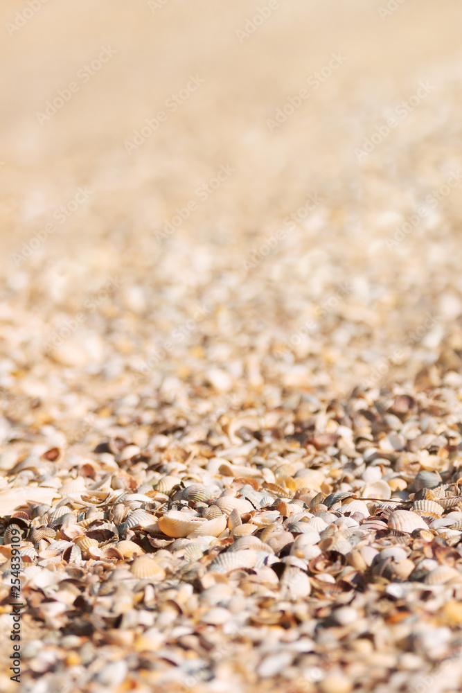 Shells and sand surface, beach background Shells and sand surface, beach background