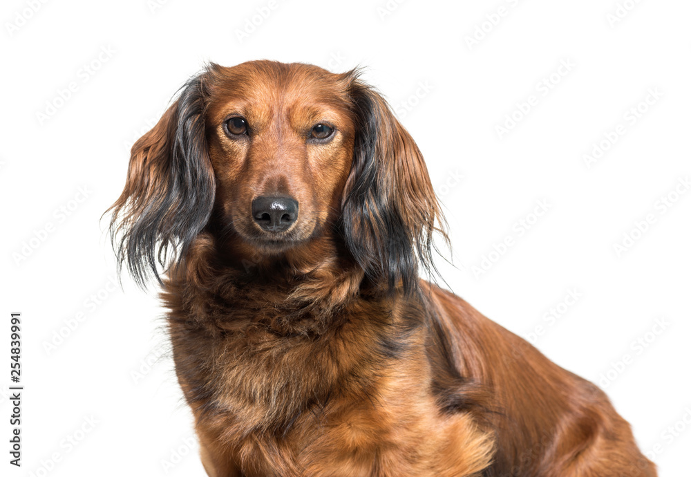 Dachshund, sausage dog, wiener dog sitting in front of white bac Dachshund, sausage dog, wiener dog sitting in front of white bac
