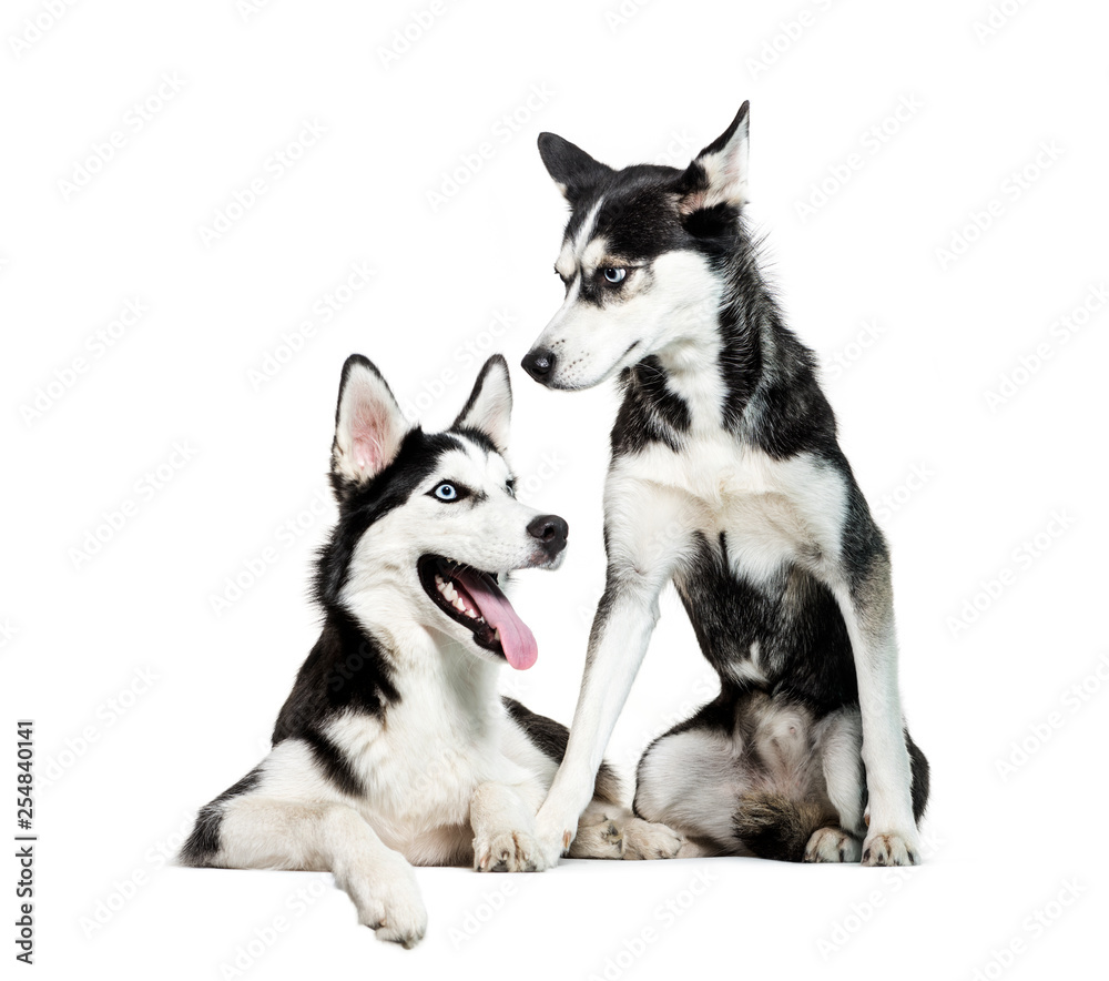 Siberian Husky sitting in front of white background Siberian Husky sitting in front of white background