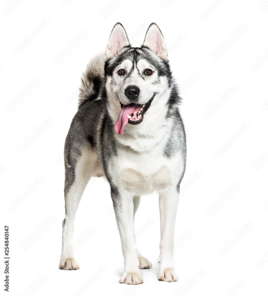 Siberian Husky in front of white background Siberian Husky in front of white background