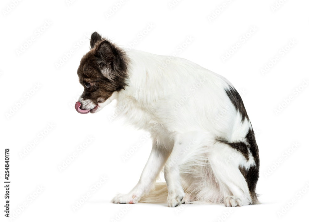 Chihuahua sitting in front of white background Chihuahua sitting in front of white background