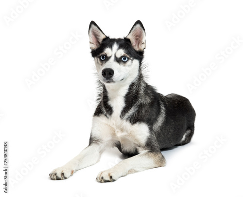 Siberian Husky lying in front of white background