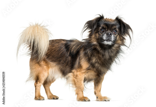 Obraz na płótnie Tibetan spaniel in front of white background