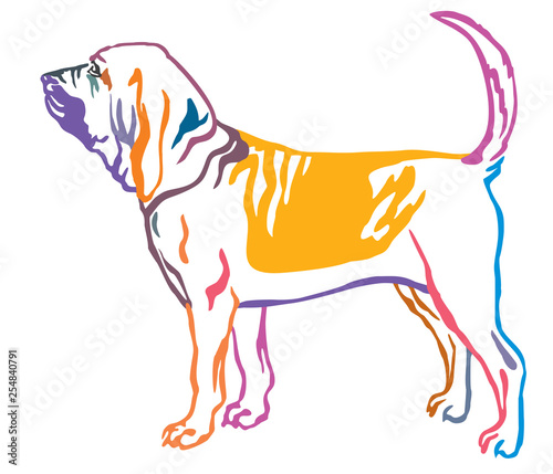 Colorful decorative portrait of Bloodhound Dog vector illustration