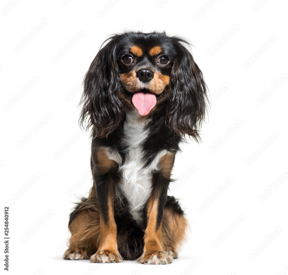 Cavalier King Charles, 1 year old, sitting in front of white bac Cavalier King Charles, 1 year old, sitting in front of white bac