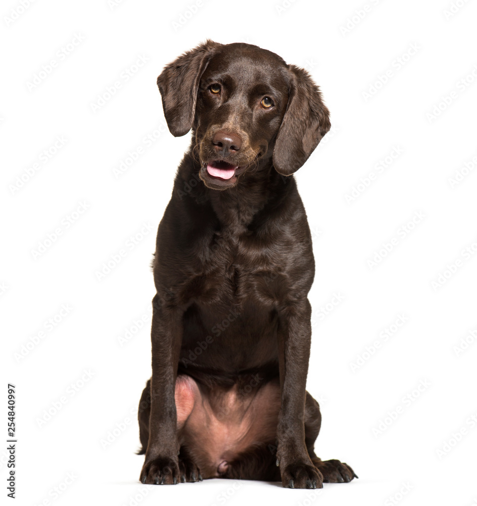 Labrador Retriever, 1 year old, sitting in front of white backgr