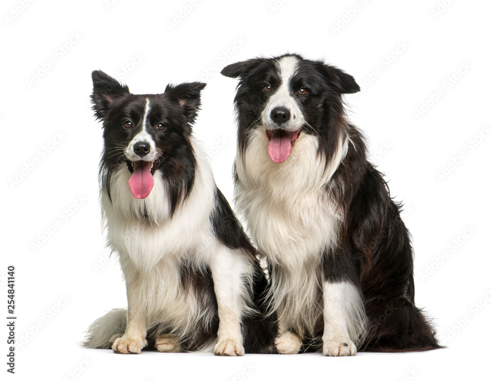 Border Collie, 7 years and 2 years old, sitting in front of whit Border Collie, 7 years and 2 years old, sitting in front of whit