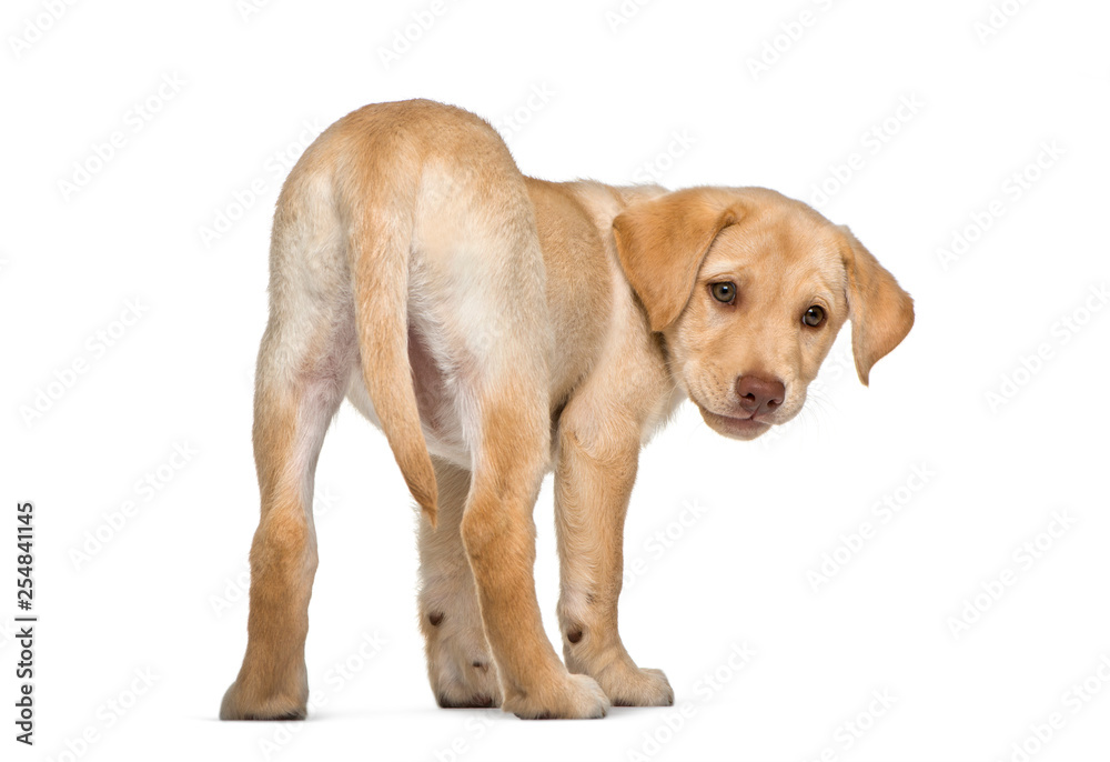 Labrador Retriever, 2 months old, in front of white background