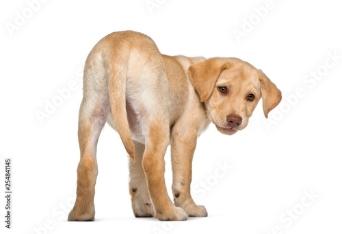 Labrador Retriever  2 months old  in front of white background