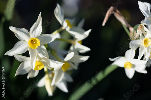 ラッパズイセン