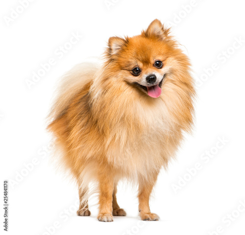 Pomeranian, 2 years old, in front of white background photo