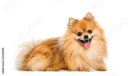 Pomeranian, 2 years old, lying in front of white background photo