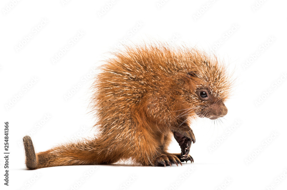 Naklejka premium Pup prehensile-tailed porcupine, Coendou prehensilis, isolated, 15 days old