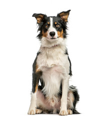 Border Collie, 1 year old, sitting in front of white background