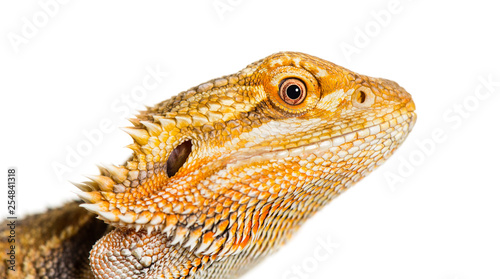 Close up of Bearded Dragon  Pogona vitticeps  in front of white