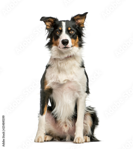Border Collie, 1 year old, sitting in front of white background © Eric Isselée