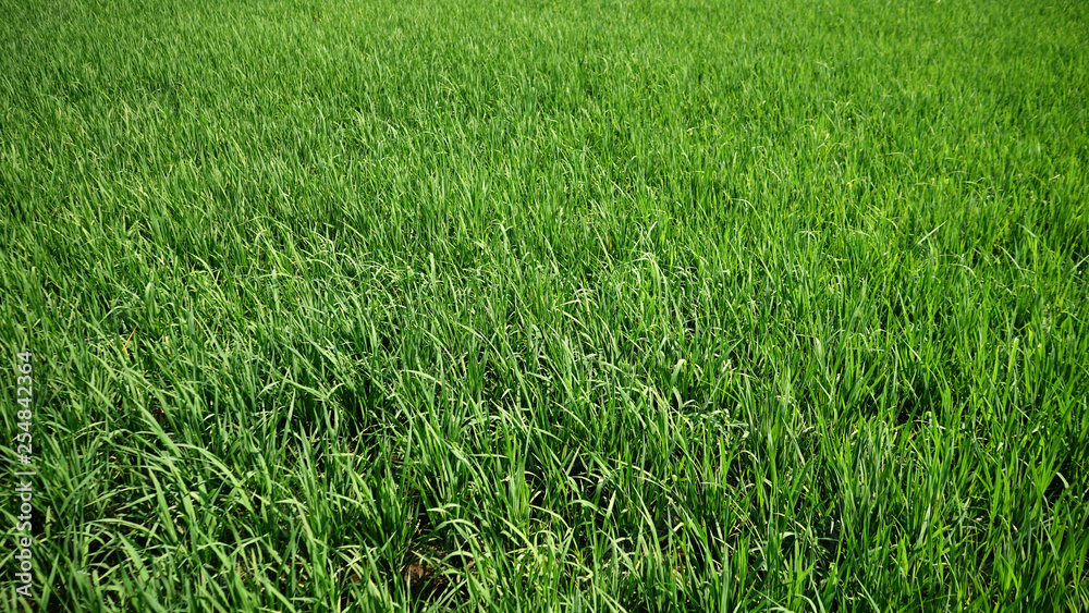 background of green grass background of green grass