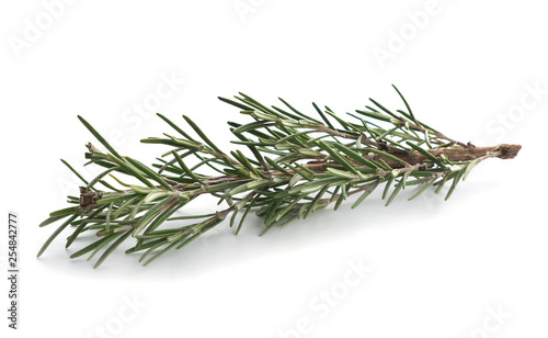 Fresh rosemary on white background