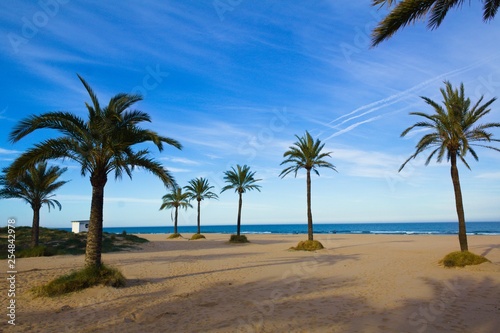 Palms of Gandia from Spain
