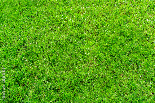 Beautiful background, green juicy grass, for golf and football, texture for design.