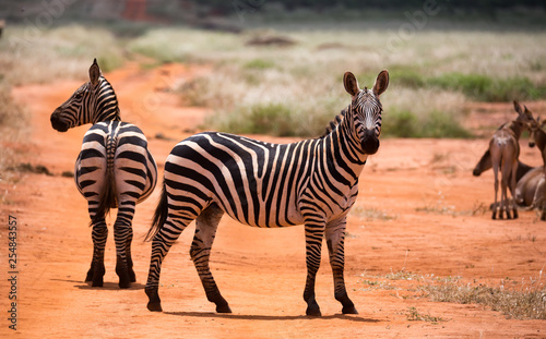 Zebras in the grass landscape of the savannah of Kenya