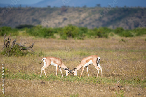 Native antelopes in the grasland of the Kenyan savannah