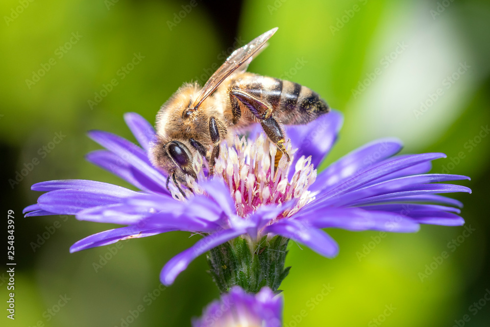 Western honeybee - Apis mellifera - collecting pollen on an aster