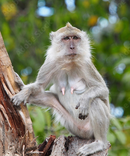 Female Macaque in tree