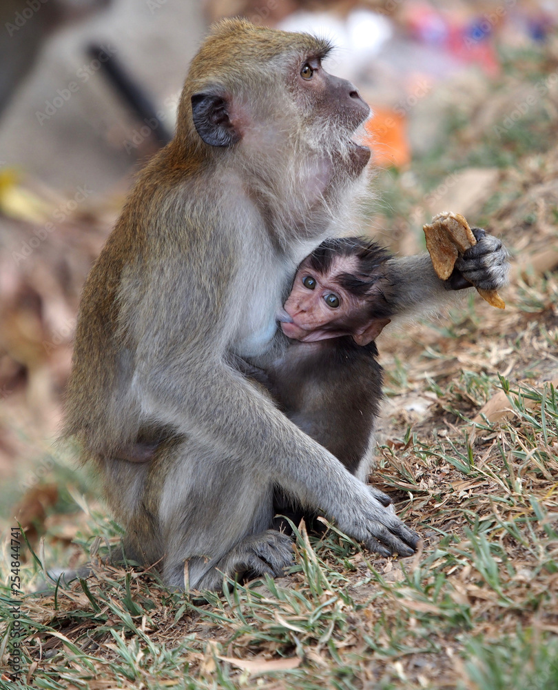 Macaque with baby