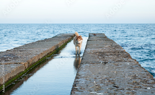 two husky dogs on the pier on the beach hunting for seagulls and looking for fish