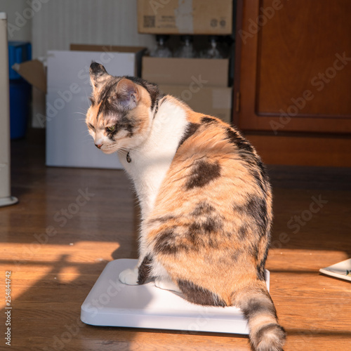 Obraz na płótnie 三毛猫 くうちゃんの 体重測定