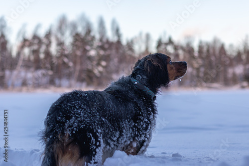 Small Brittany Spaniel Dog in Deep Snow on Lake Saimaa, Finland