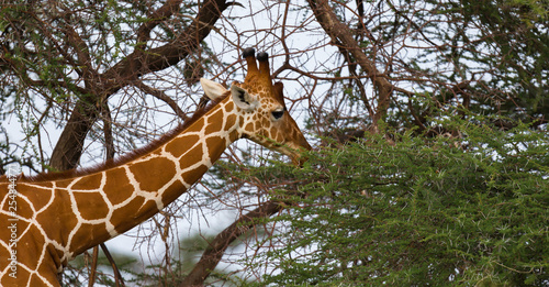 A giraffa eats the leaves of the acacia tree