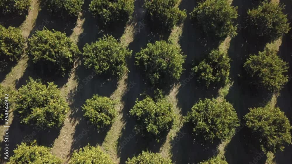 Aerial footage of an orange grove in spring