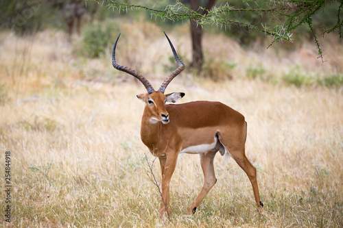 Native antelopes in the grasland of the Kenyan savannah