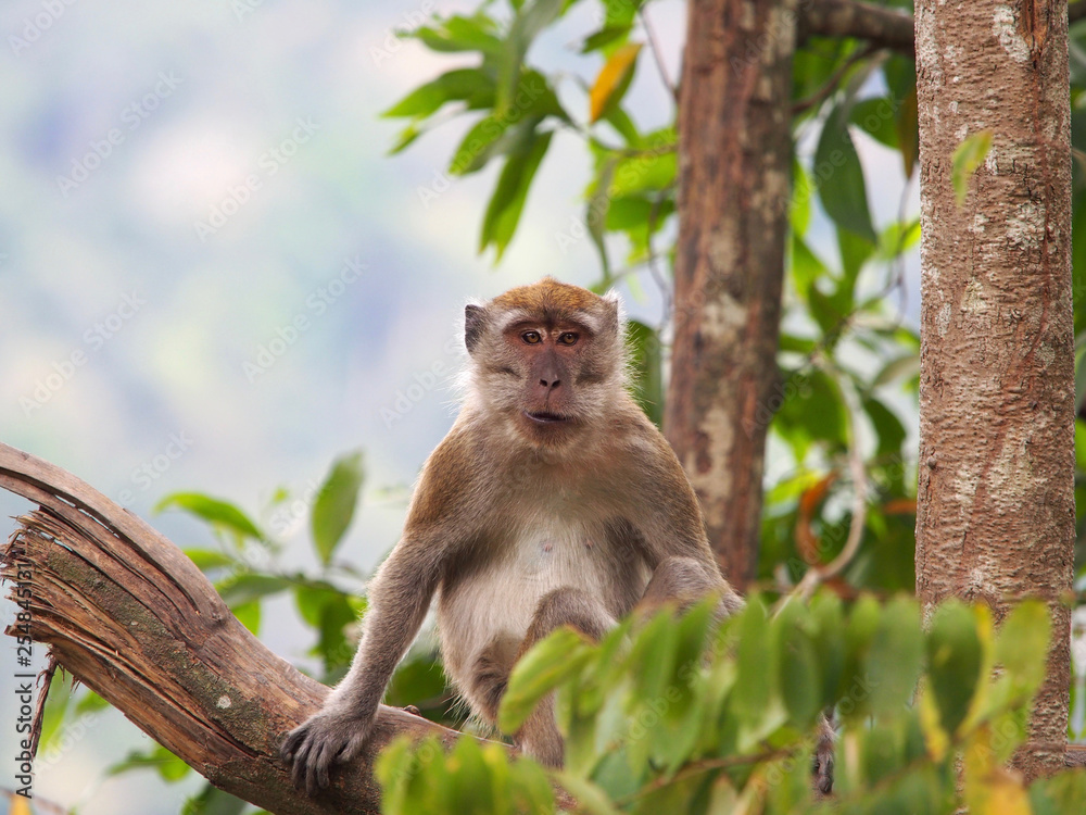 Macaque looking at camera Macaque looking at camera